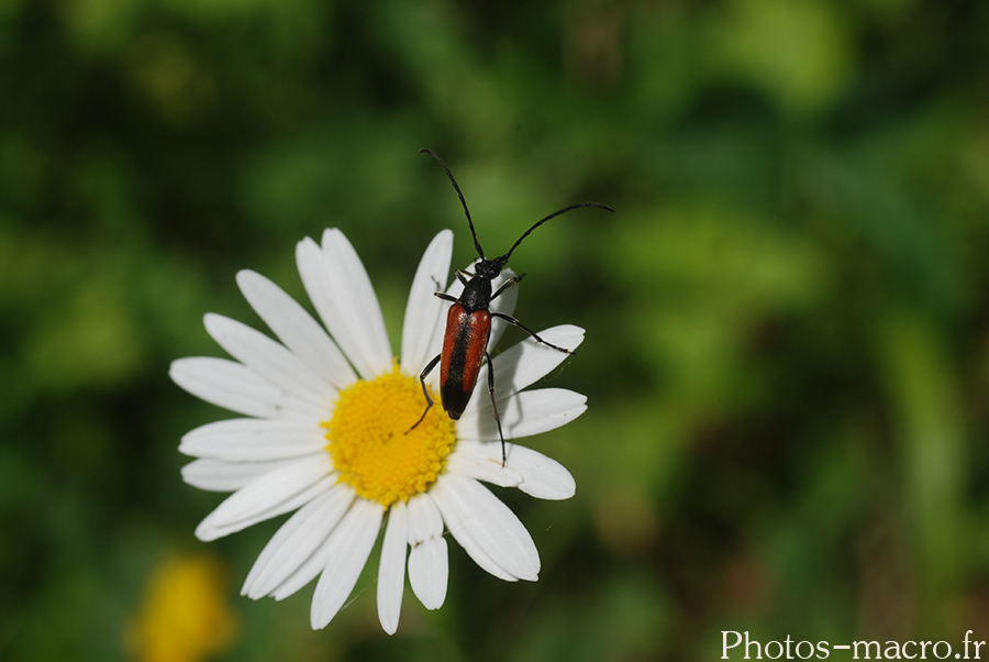 Leptura melanura_Femelle